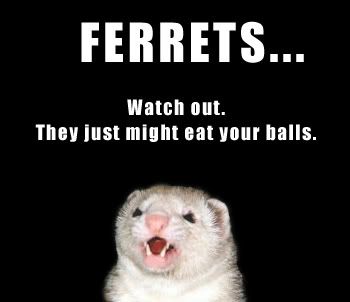 ferrets-1.jpg