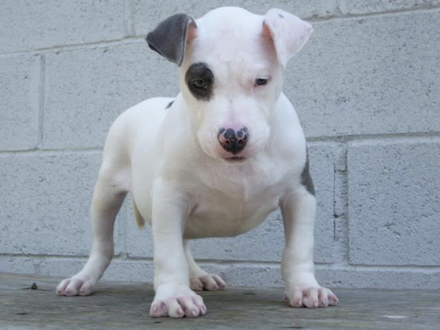 cute pitbull puppies pictures. cute.jpg Cute Pitbull Puppy