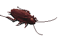 Roach Pictures, Images and Photos