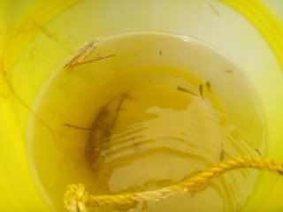 but hey - they got fish, so I guess their methodology is without flaw!