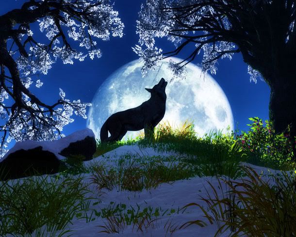 Spring Wolf Pictures, Images and Photos