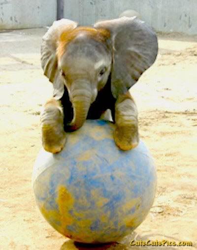 Baby Elephants Pictures on Here S A Picture Of A Cute Baby Elephant Playing
