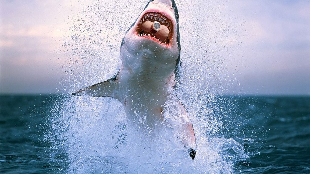 white-shark-jumping_big_zpsrs2xosym.jpg