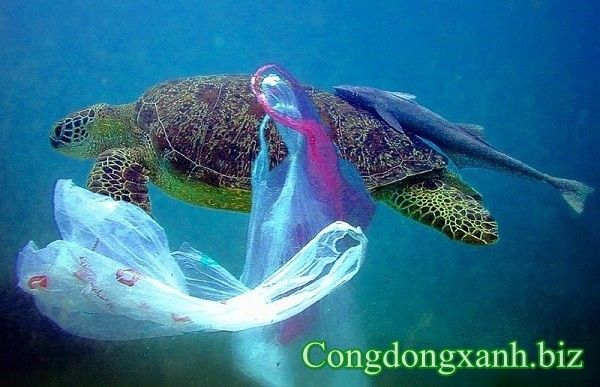 rác thải dưới biển