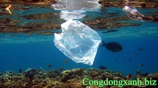 rác thải túi nilon trên biển