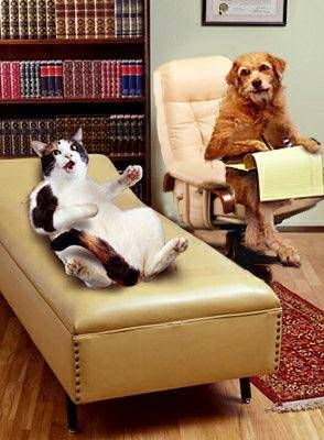 cat_dog_shrink-1.jpg