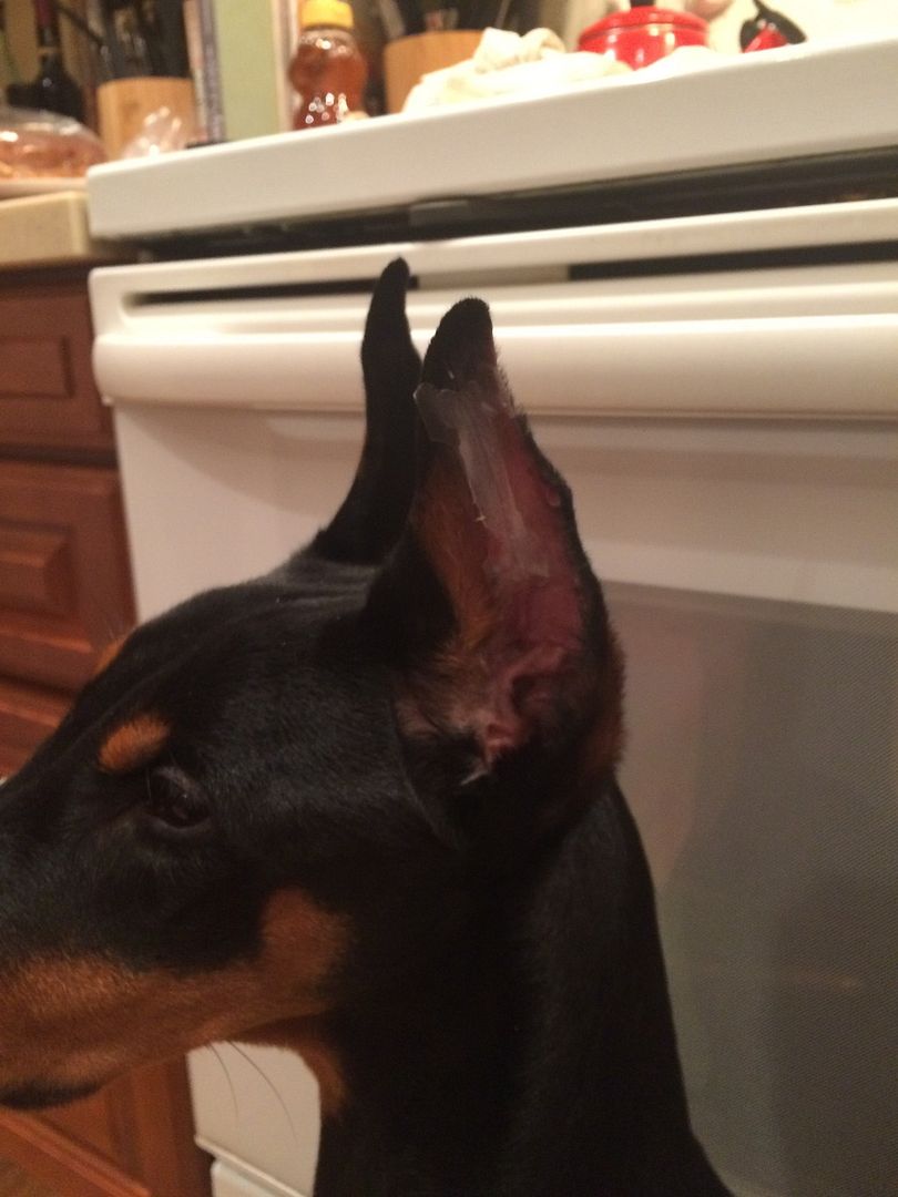 Posting with breathe right strips Doberman Forum Doberman Breed Dog