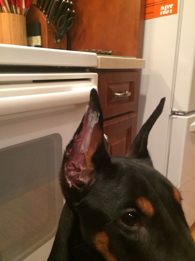 Posting with breathe right strips Doberman Forum Doberman Breed Dog