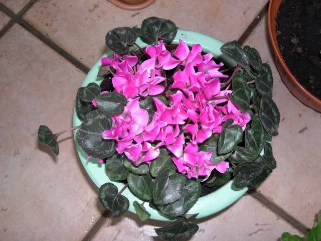 DSCN1612.jpg