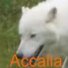 Accalia Avatar