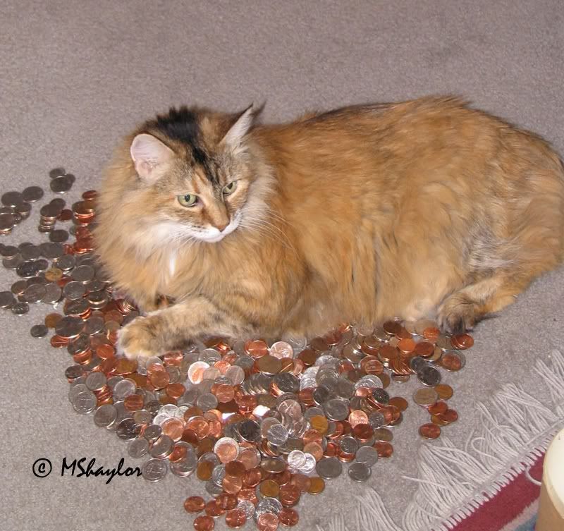 Guarding the hoard photo IMG_4682copy.jpg