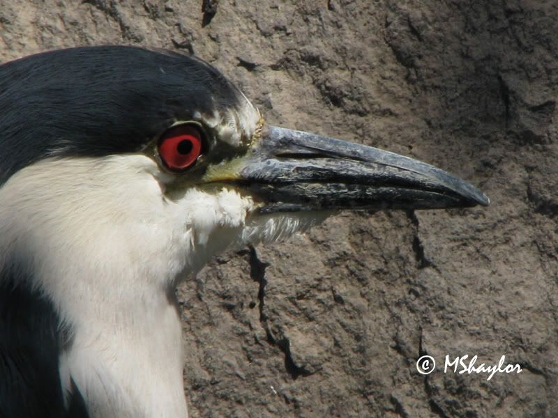 Black-crowned night heron photo 1564.jpg