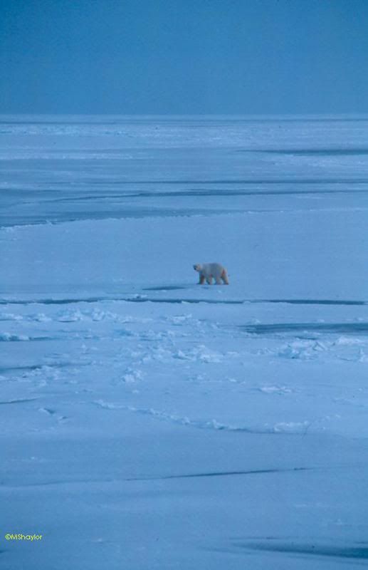 Polar bear photo 428.jpg