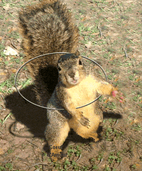 hula hulasquirrel