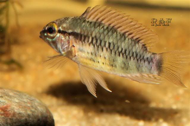 Apisto_f_1Small.jpg
