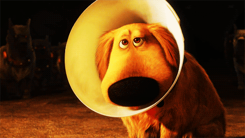 Cone of Shame photo ConeOfShame.gif
