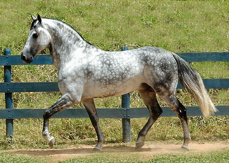 800px-Mangalarga_Marchador.jpg