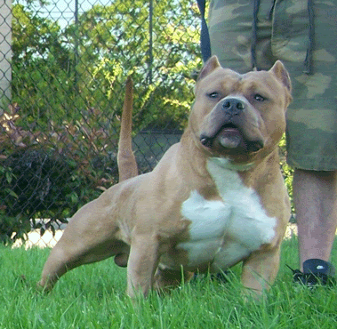 HEFF20THE20PLAYBOY.gif picture by bullyauthoritykennels