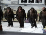 monkeys dancing