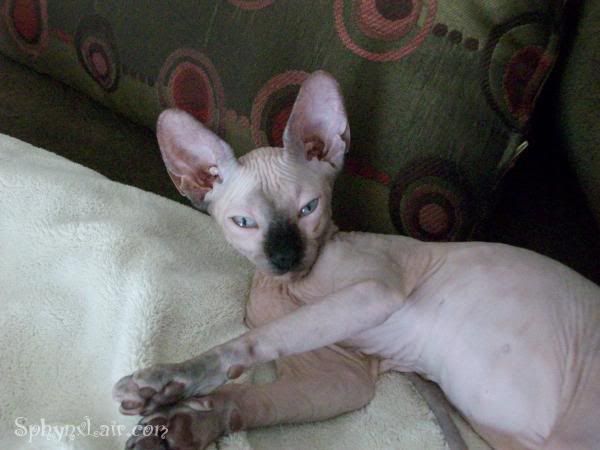 in the mature Sphynx
