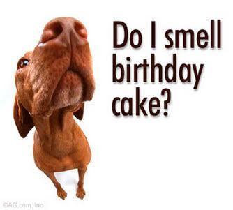 funny dog smell cake