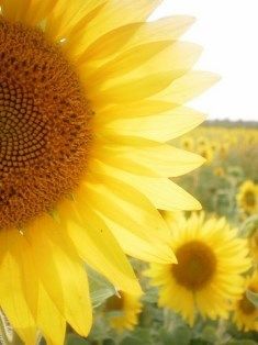  photo flower-nature-sunflower-vintage-dreamy-Favim.com-542481_zpsqmtdkxsc.jpg