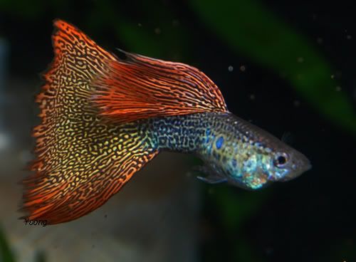 red lace guppy