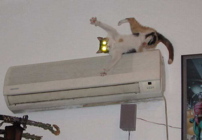 1192397475_cat_ac_on.jpg