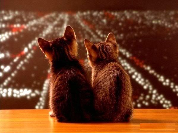 1214672306_romanticcat.jpg
