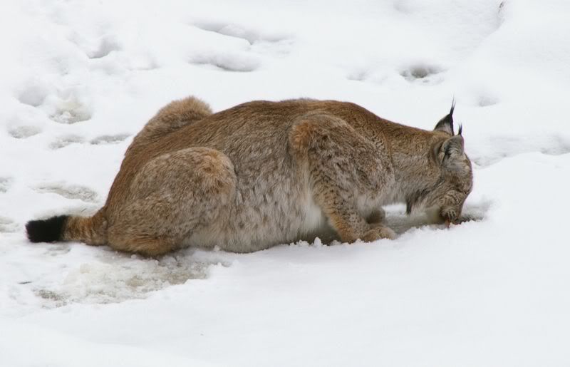 800px-Luchs_Bayerischer_Wald.jpg