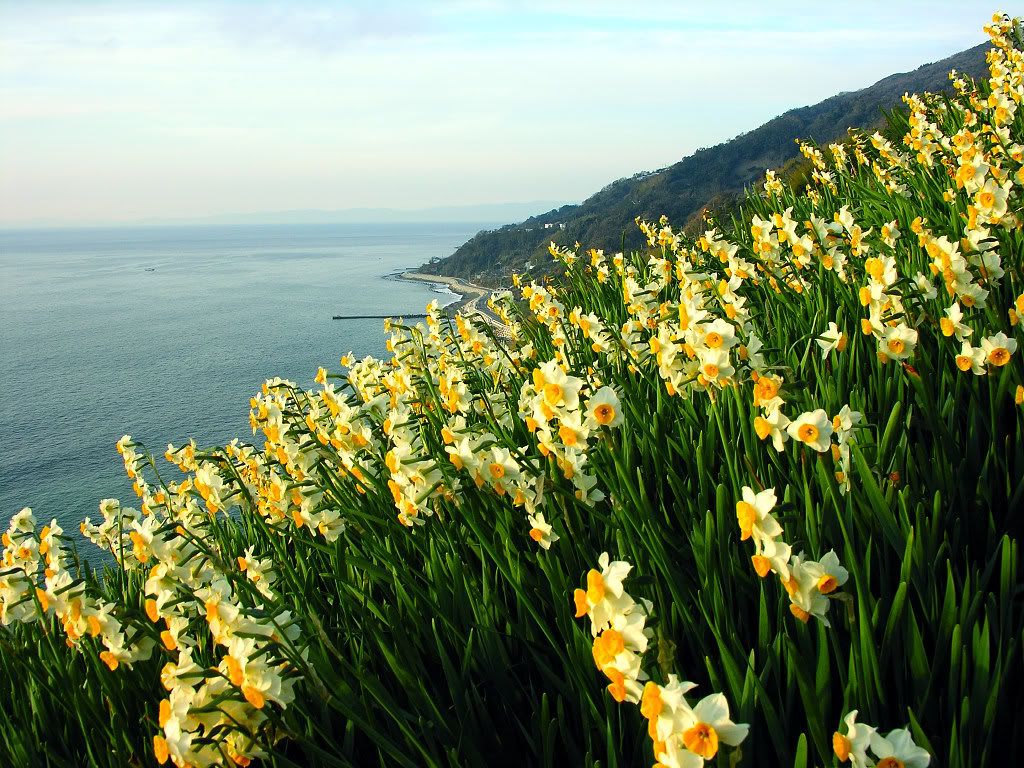 Asphodel-4-4XQKJL9RWY-1024x768.jpg