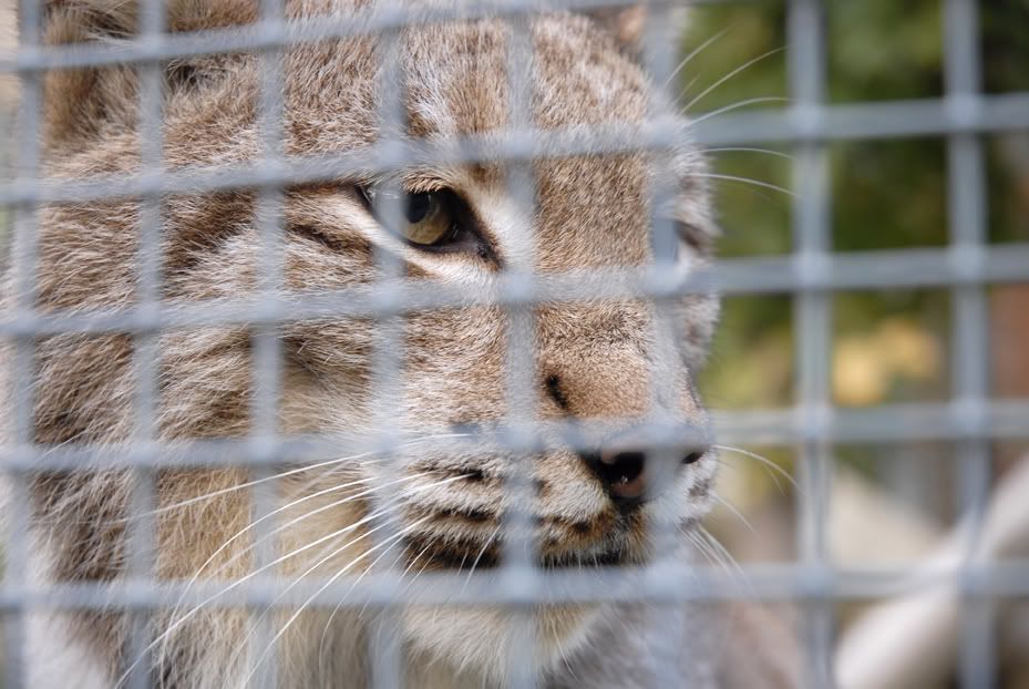 Bobcat_by_NilgunT.jpg