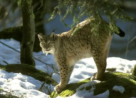 Lynx_Lynx-lynx.jpg