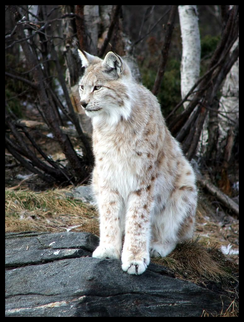 Lynx_by_BatPrincess.jpg