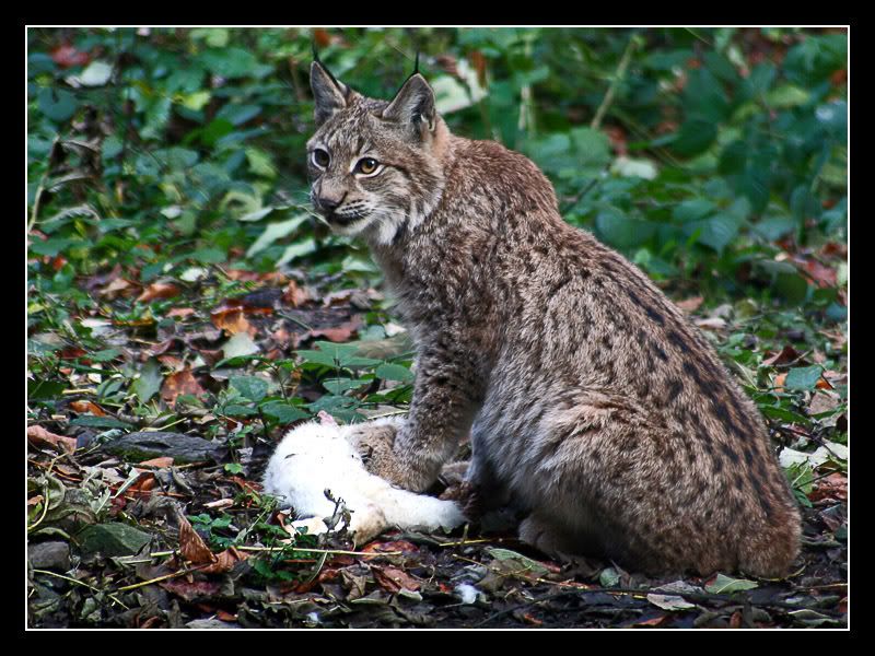 Lynx_by_Masterpii.jpg