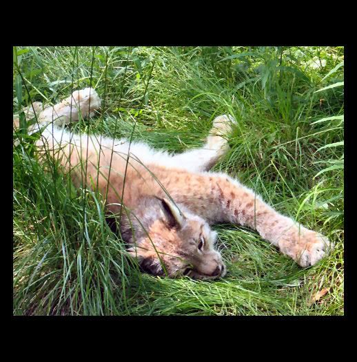 Lynx_by_antennisorsa.jpg