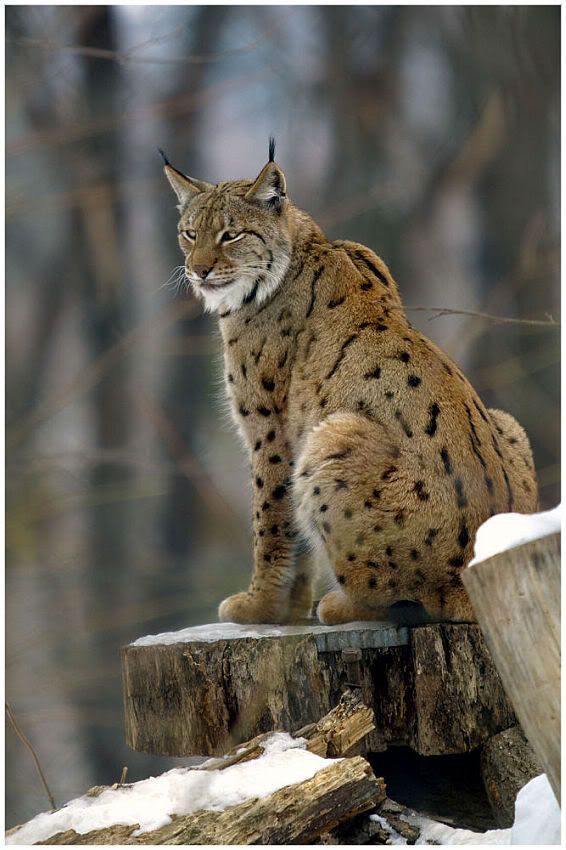 Lynx_lynx2.jpg
