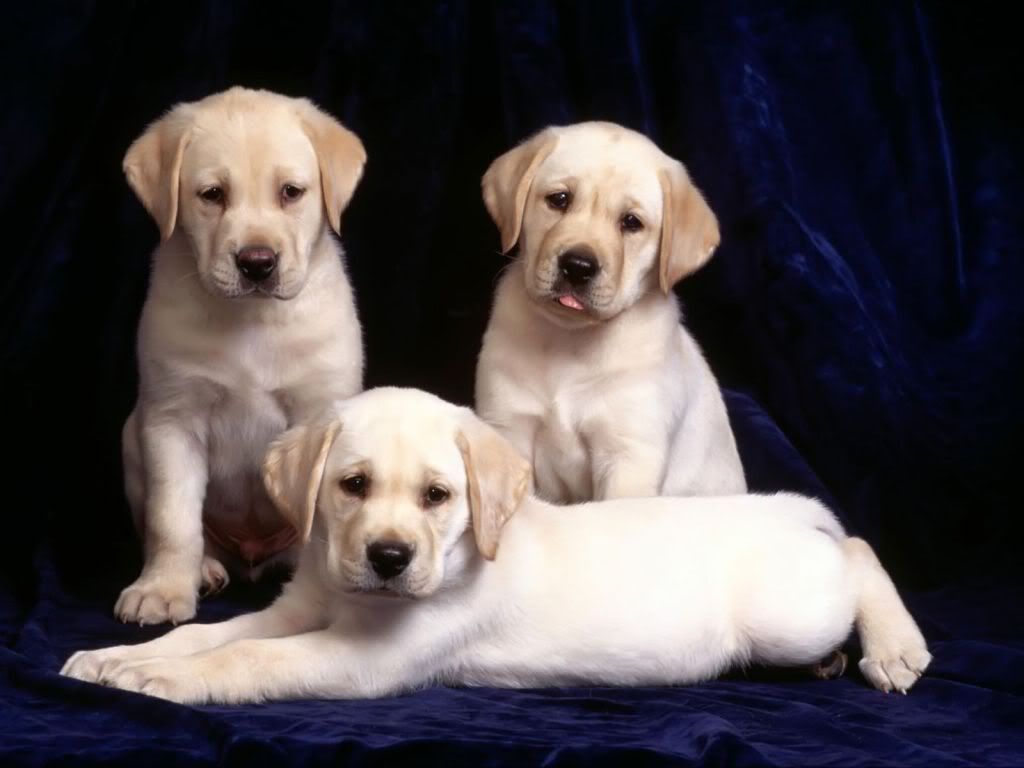 Three-Brother-Labs-1-5GT0SVYIO2-160.jpg