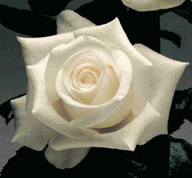 anrose3.gif