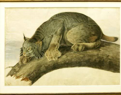 audubon-02_lynx-500.jpg