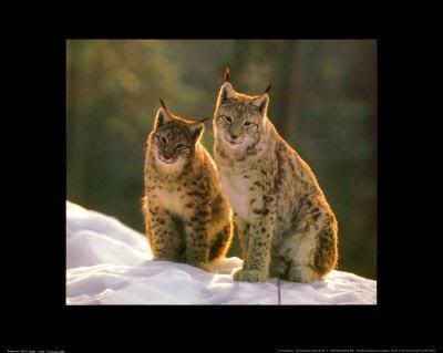eco15006Lynx-Posters.jpg