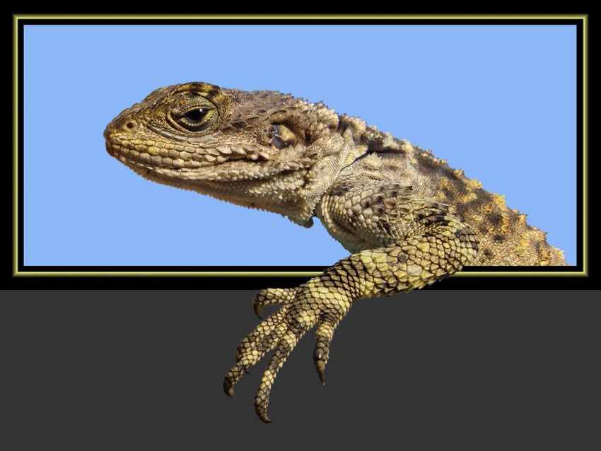 29kertenkele.jpg