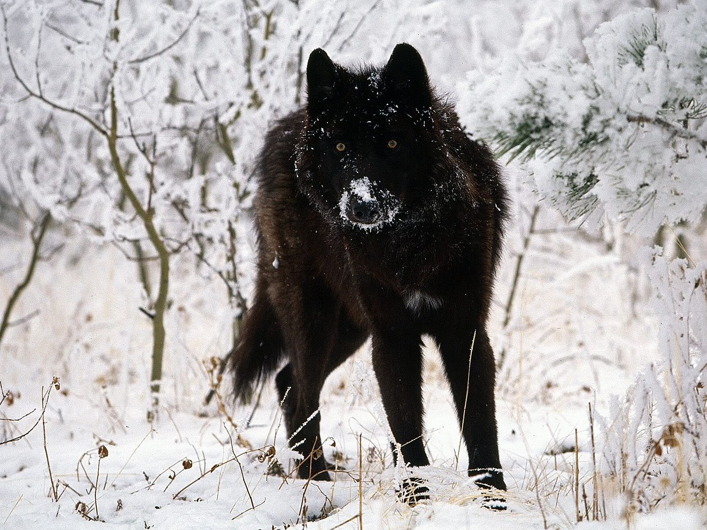 ColdStareGrayWolf.jpg
