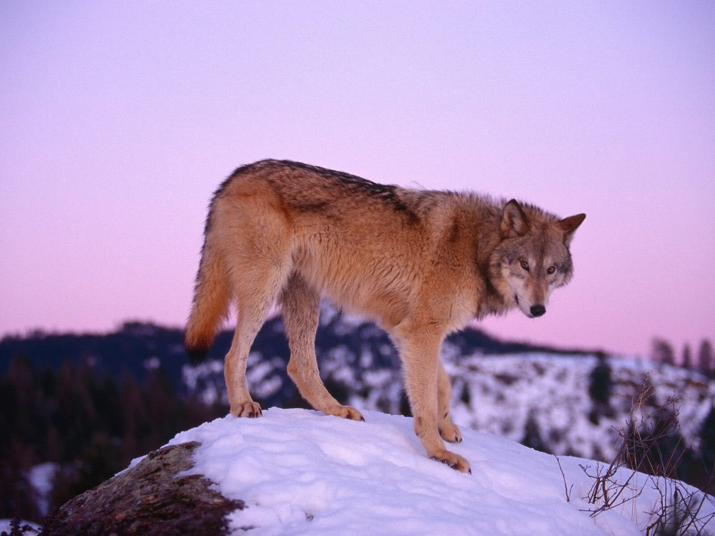 GrayWolfatDusk.jpg