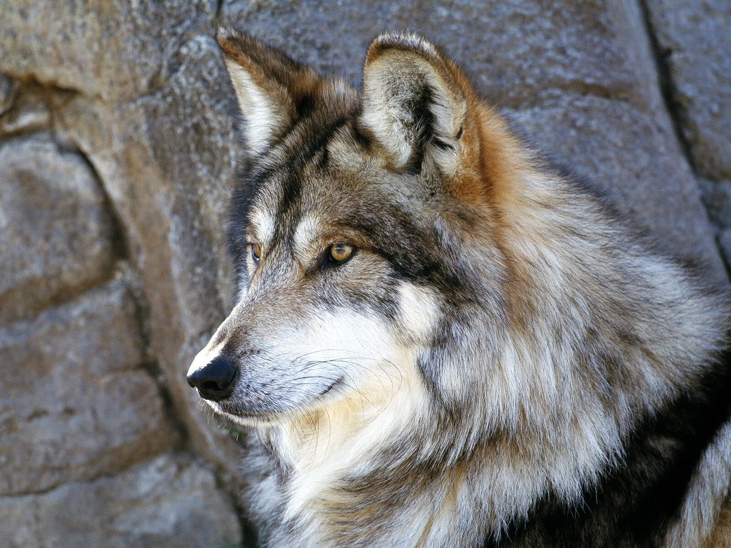 MexicanWolf.jpg