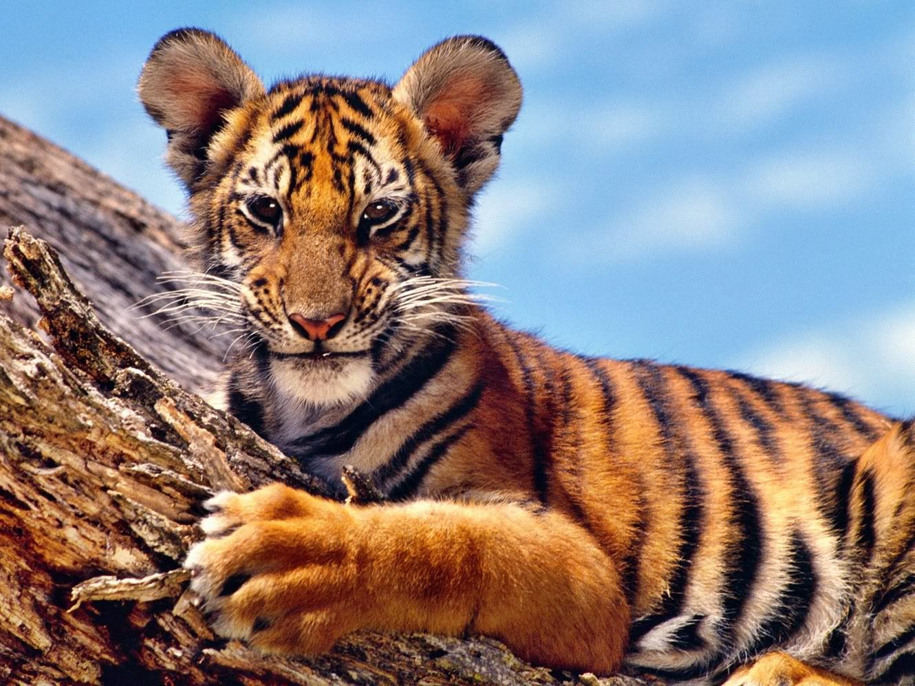 TigerCub.jpg