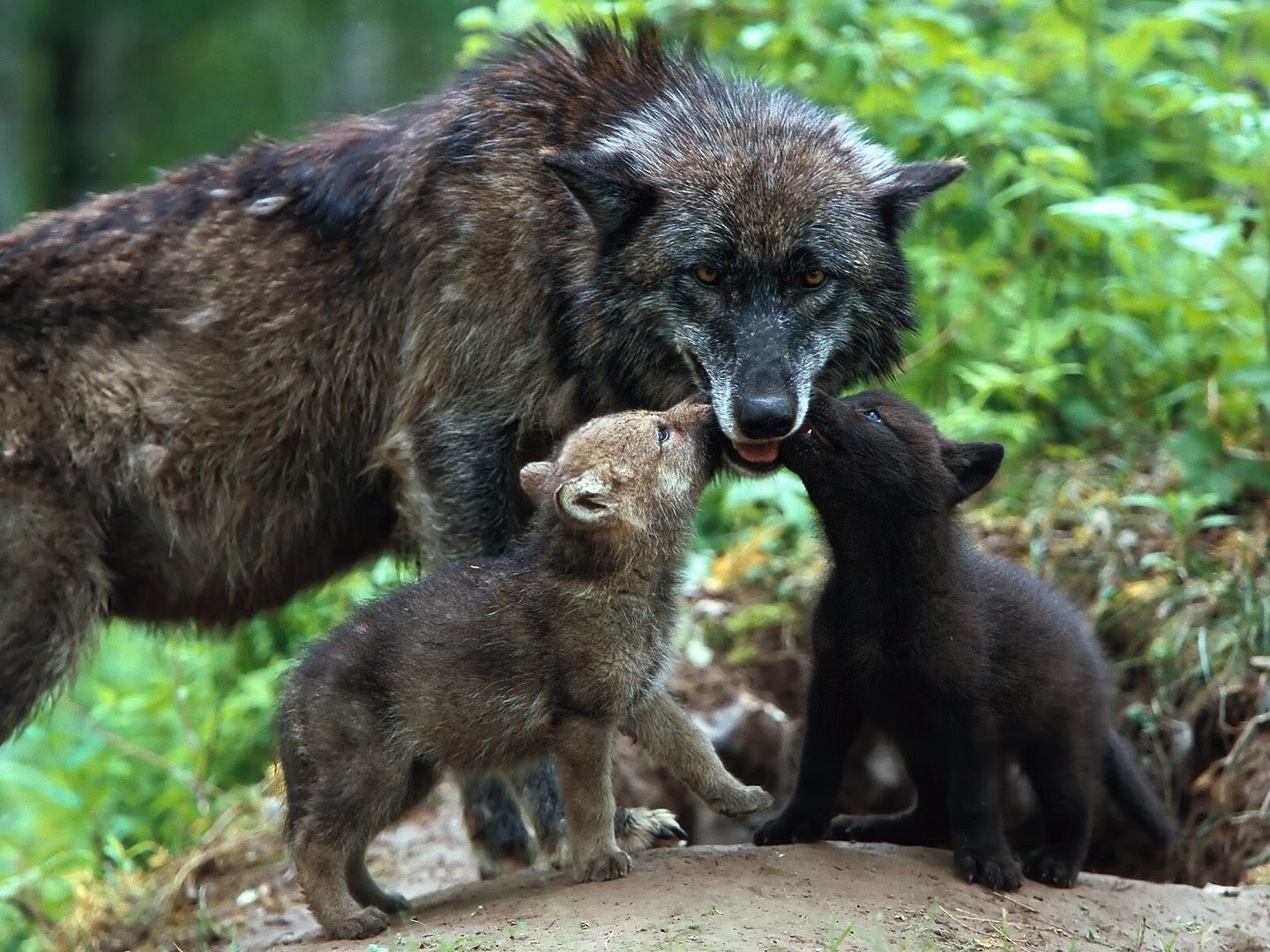 TimberWolves.jpg