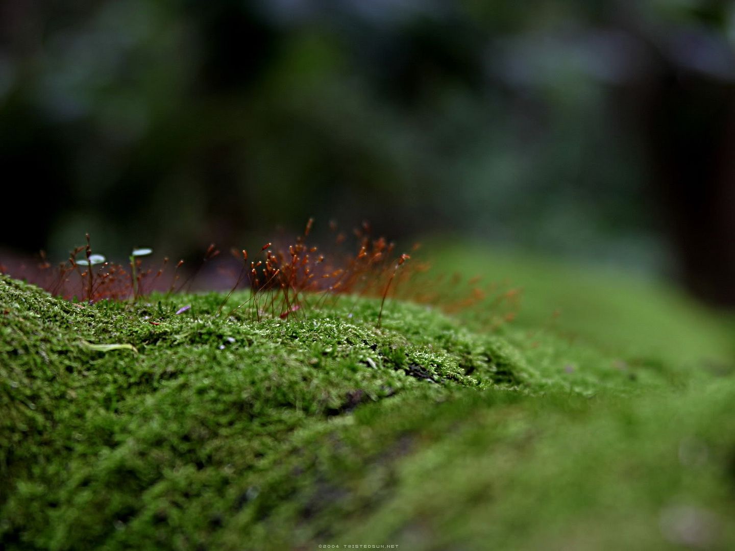 WallpapersMania_vol30-001.jpg