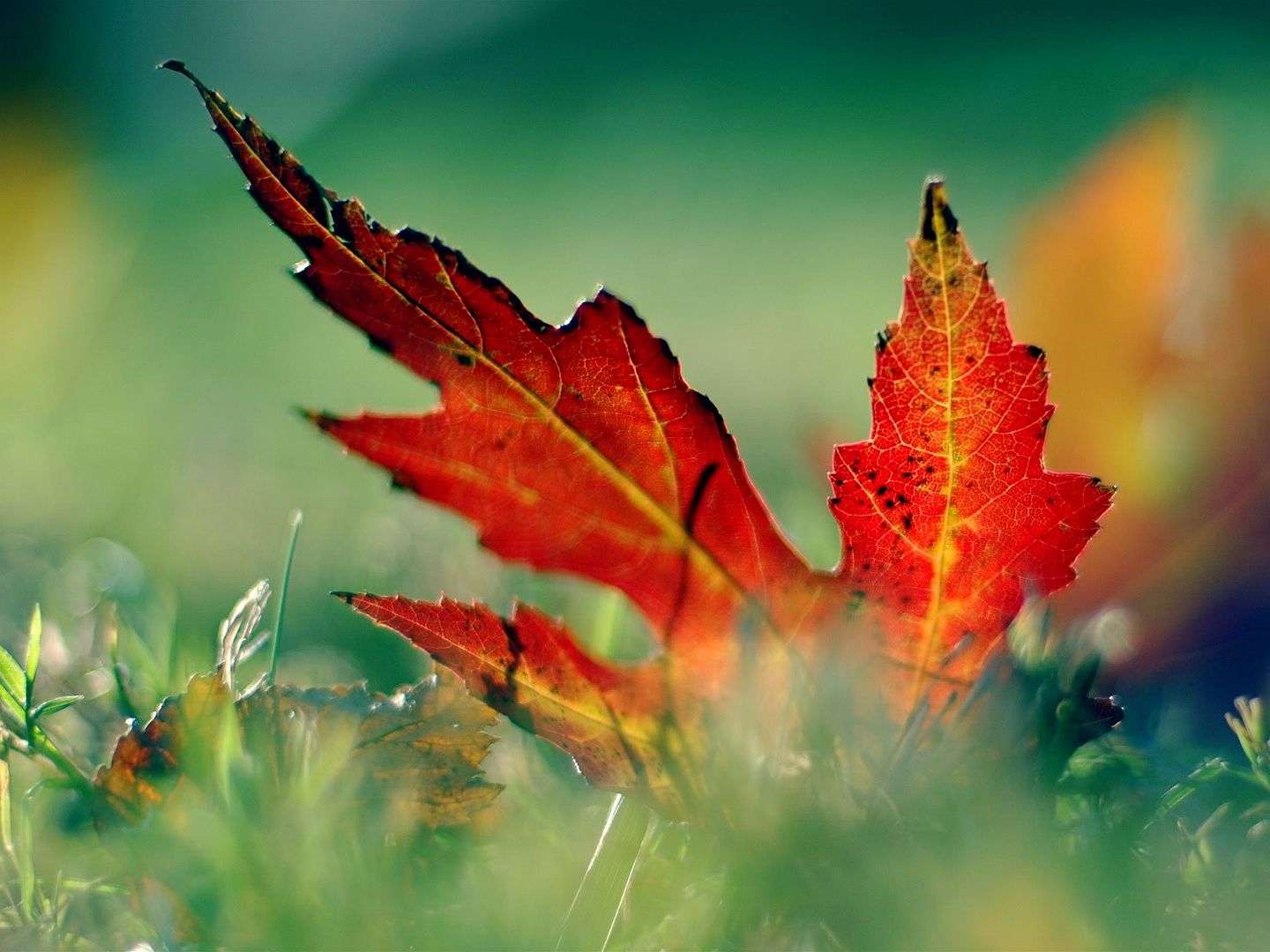 WallpapersMania_vol30-026.jpg
