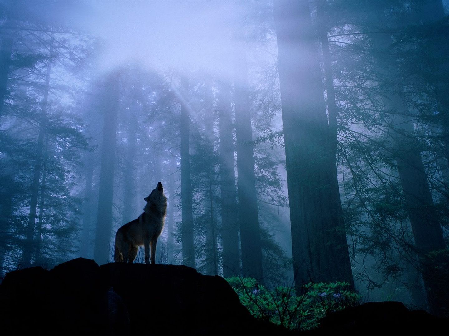 WarmingUpfortheNightsHowlGrayWolf.jpg
